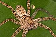 Australian Spiders